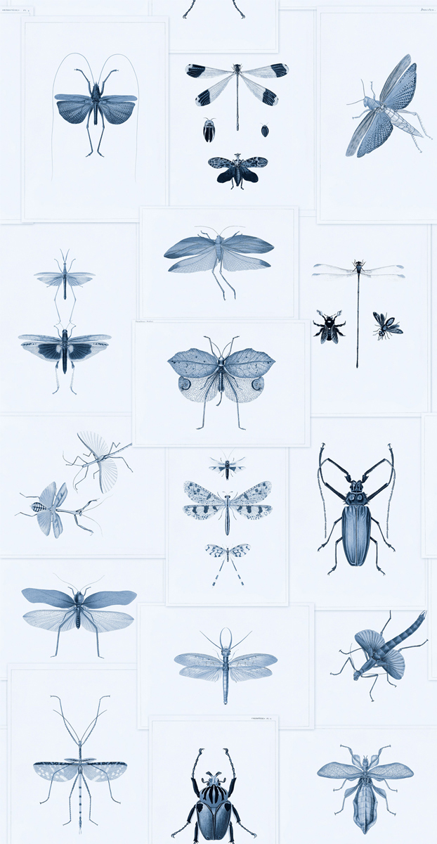 Tapete Entomology - WP20235