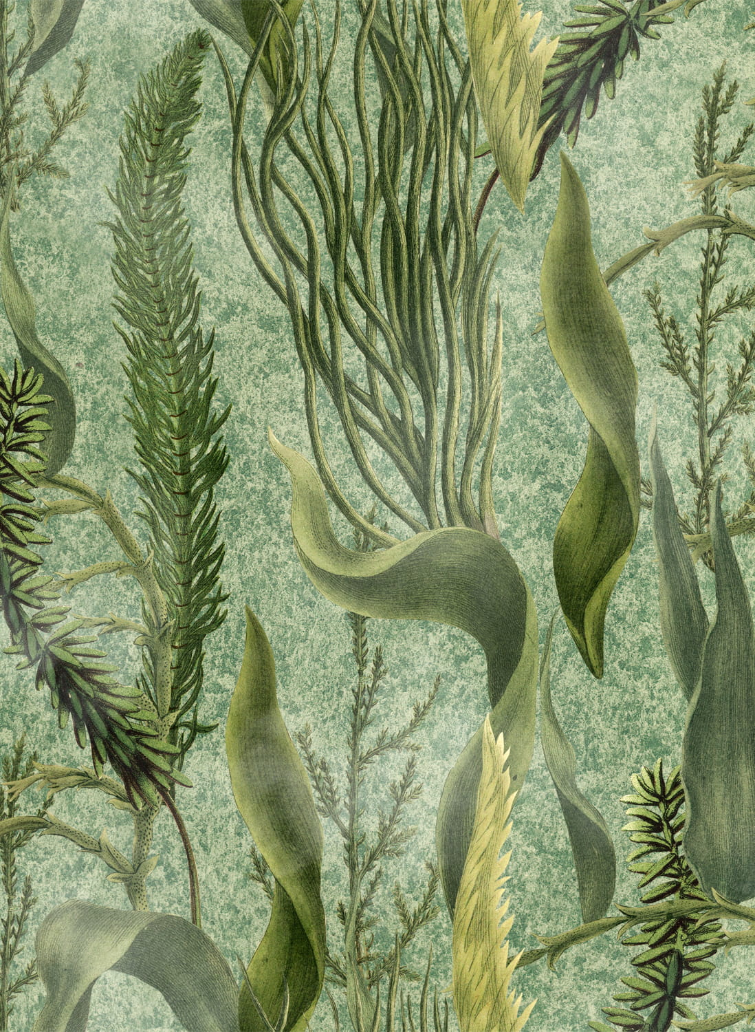 Tapete Aquatic Plants - WP20717