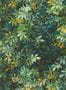 9483_3_Clarke_and_Clarke_Congo_W0140-03-94501