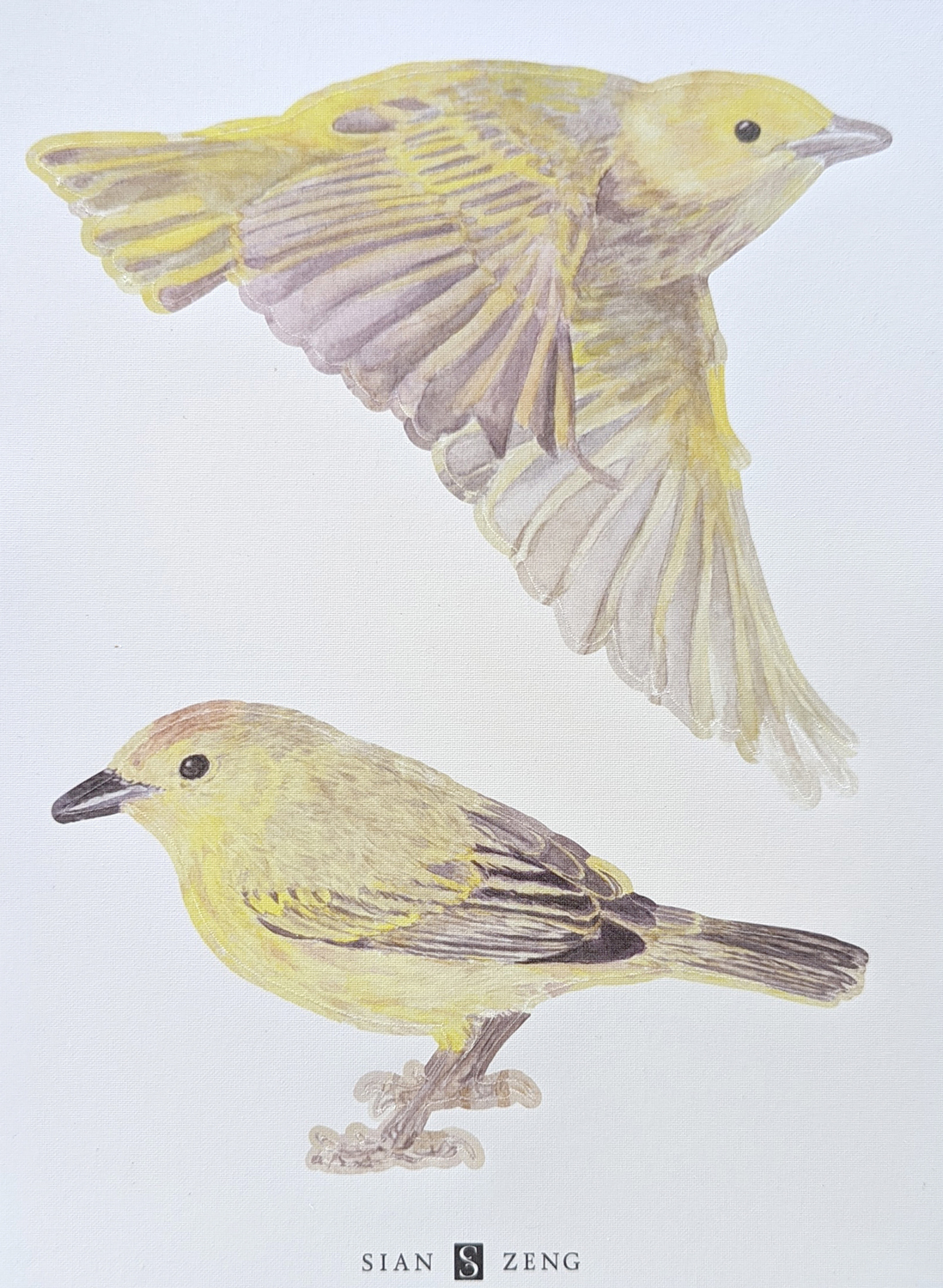 Wandsticker Warbler Bird - Yellow