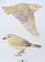 9762_1_Sian-Zeng_Warbler-Bird-100295