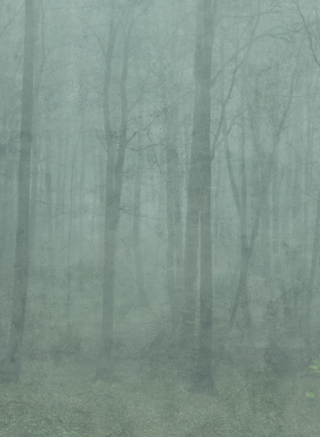 Wandbild Skog - Forest Green