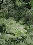 9904_1_Arte_International_Diore_48010-107775