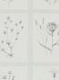 3678_2_sanderson_little-thistles_216512-30336