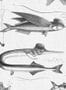 14702_1_KEK_Amsterdam_Dandy_Fish_WP-803-117400