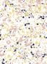 16200_4_Coordonne_Salines_8400083-143431