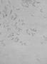 8355_2_Coordonne_Leaves_Reflection_A00941-113077