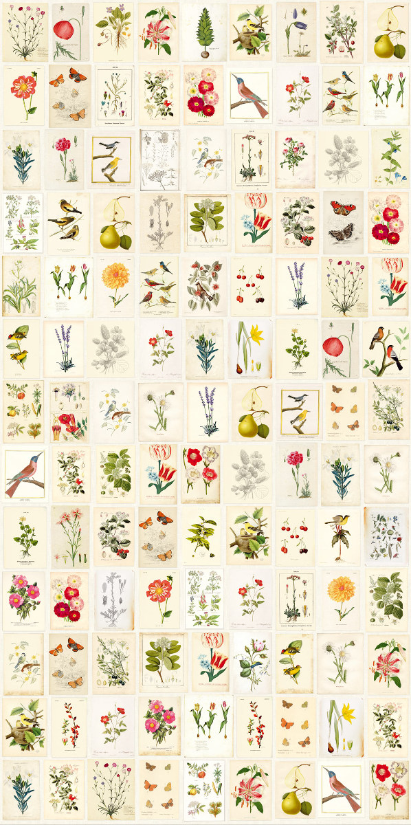 Tapete Botanical Paper - Multicolor