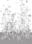 4478_3_edmont_petit_fenouil_sauvage_rm107-02_gris-53911