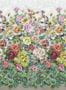 8084_1_Designers_Guild_Grandiflora_Rose_PDG1123_01-79051