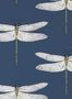 2224_1_harlequin_palmetto_demoiselle_111243-24584