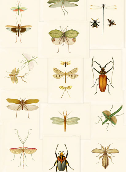 Tapete Entomology - WP20233