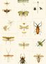 3416_1_mindthegap_entomology_wp20233-29460