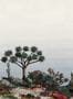 6903_1_Nobilis_Yucca_PAN210-88173