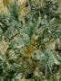 7415_2_Coordonne_Wandbild_Jungle_Dream_8000057N-68814