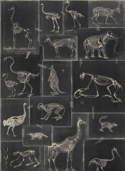 Tapete Zooarchaeology - WP20237