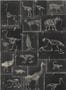 3461_2_mindthegap_zooarchaeology_wp20237-29574