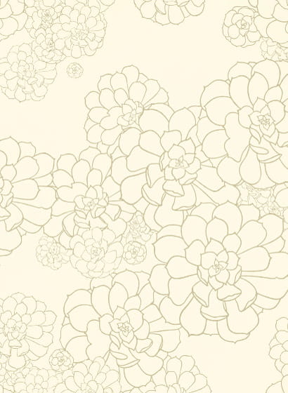 Tapete Aeonium - Wattle