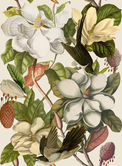 Tapete Magnolia - WP20152