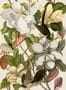 3432_1_mindthegap_magnolia_wp20152-29503
