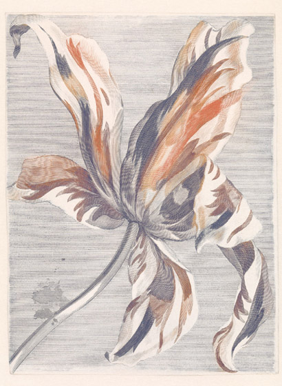 Wandbild Tulip Teyler - 358116