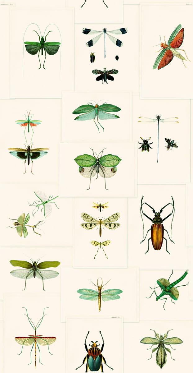 Tapete Entomology - WP20234