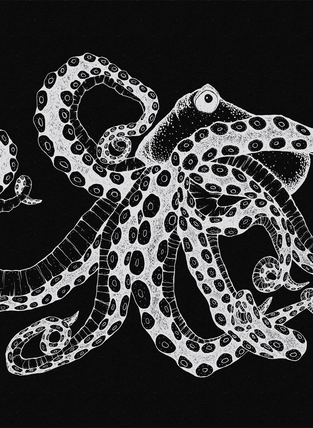 Wandbild Octopus X-Ray - Black