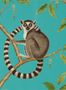 5177_2_sanderson_ringtailed-lemur_216663-54575