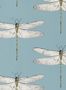 2224_9_Harlequin_Demoiselle_HRTW113144-144076