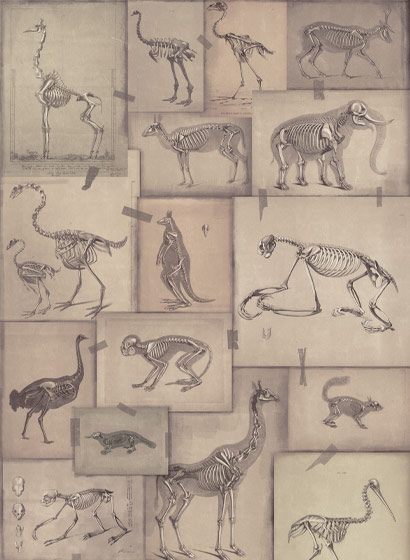 Tapete Zooarchaeology - WP20236