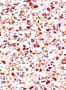 4645_2_isidore_leroy_terrazzo_rouge_6241302-57942