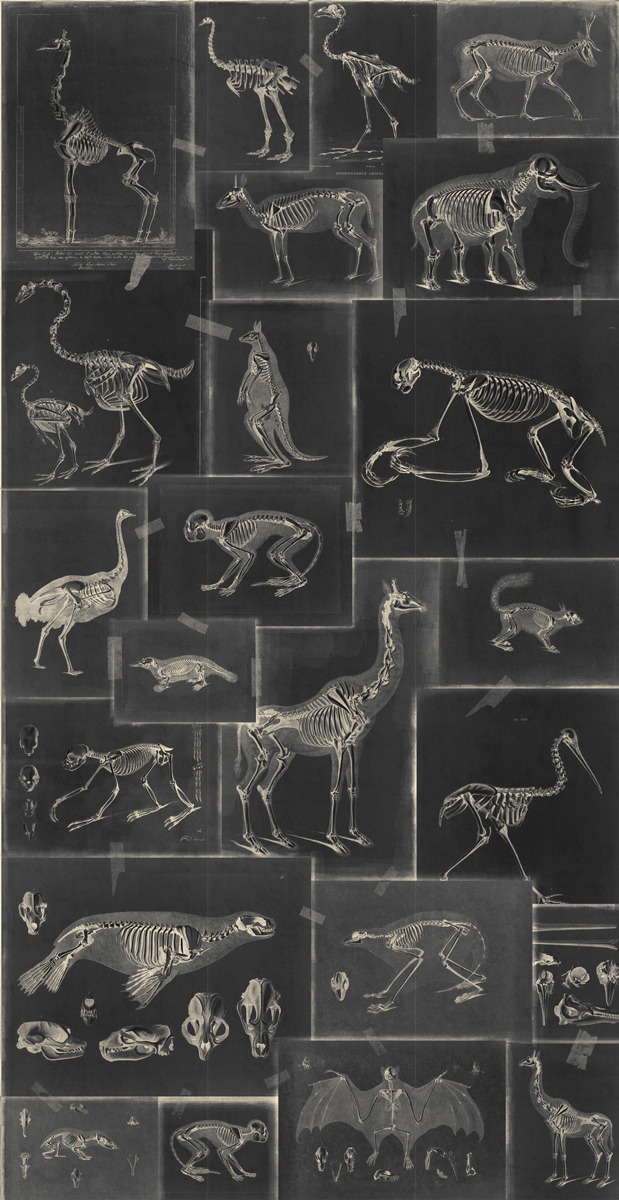 Tapete Zooarchaeology - WP20237
