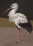 8510_1_Coordonne_Wandbild_Stork_Mother_9500300-70162