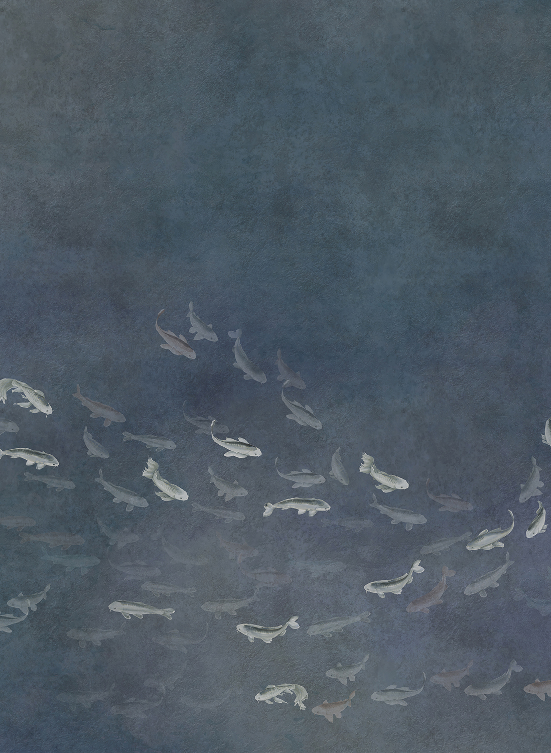 Wandbild Koi - Dark