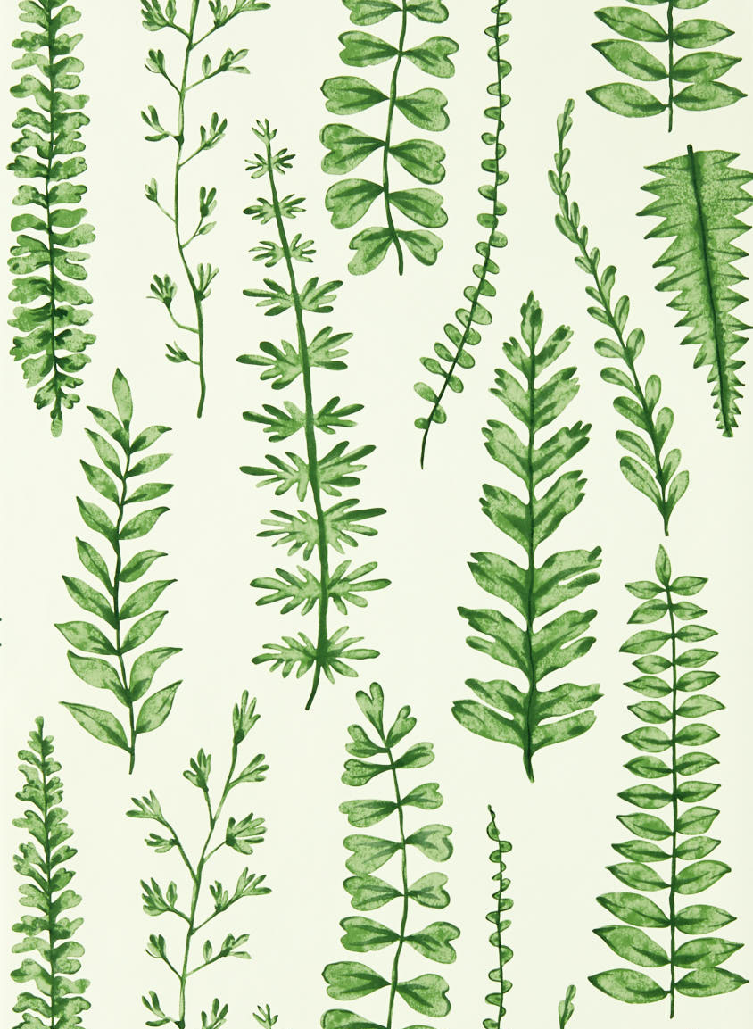 Tapete Ferns - Juniper
