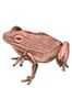 2034_1_sian_zeng_magnet_frog_pink-23916