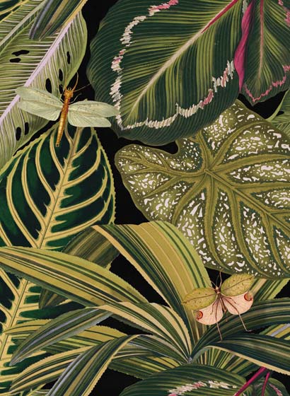 Wallpaper Amazonia - WP20159