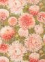 6803_3_Harlequin_Dahlia_112845-87901