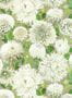 6803_2_Harlequin_Dahlia_112844-87891