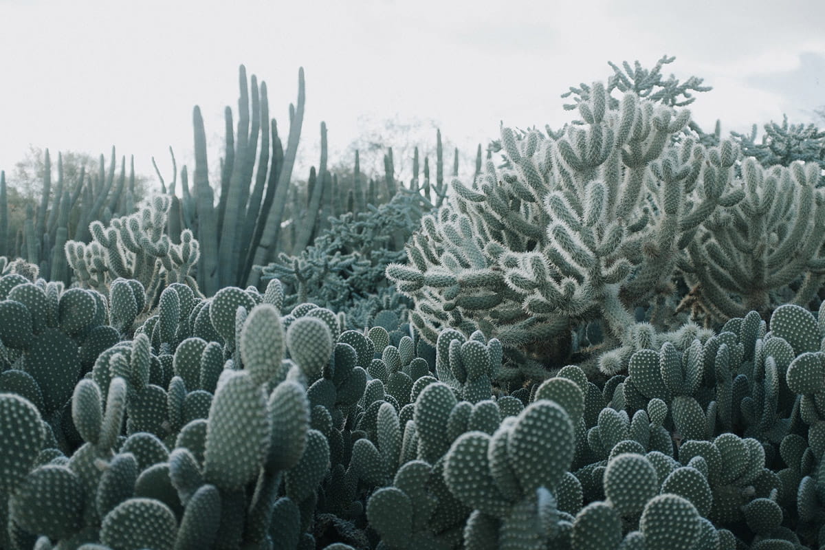 Wandbild Cacti