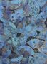 3370_2_osborne-and-little_fanfare_w7146-02-29287