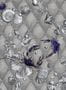 4475_2_edmond_petit_coquillage_et_crustaces_rm116-02-53866