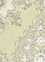 17644_03_Lewis_and_Wood_Pashmina_LW30336-158194