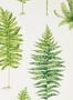 5173_1_sanderson_fernery_216633-54539