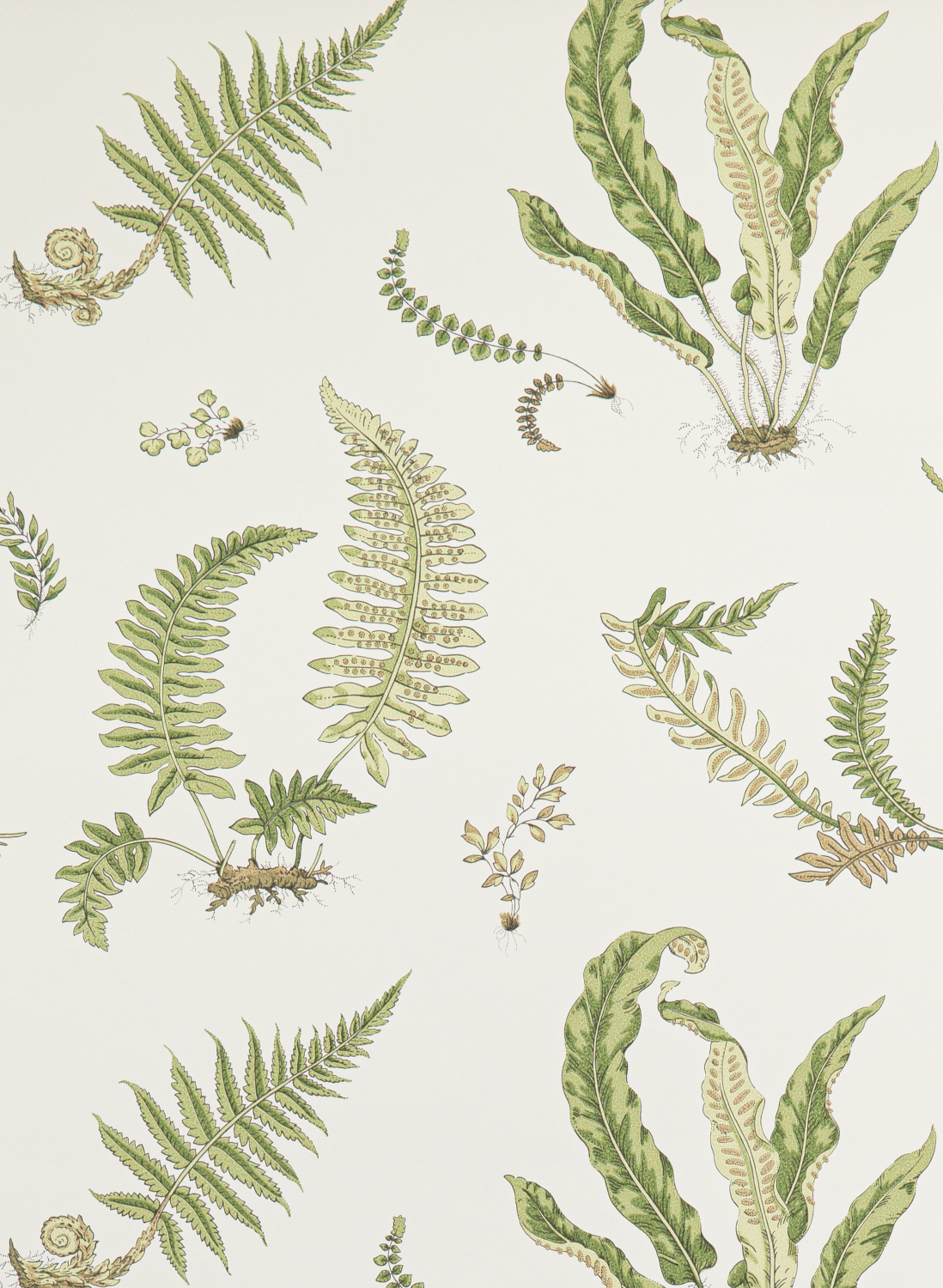Tapete Ferns - Leaf