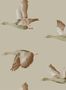 4081_2_sanderson_elysian-geese_216609-31784