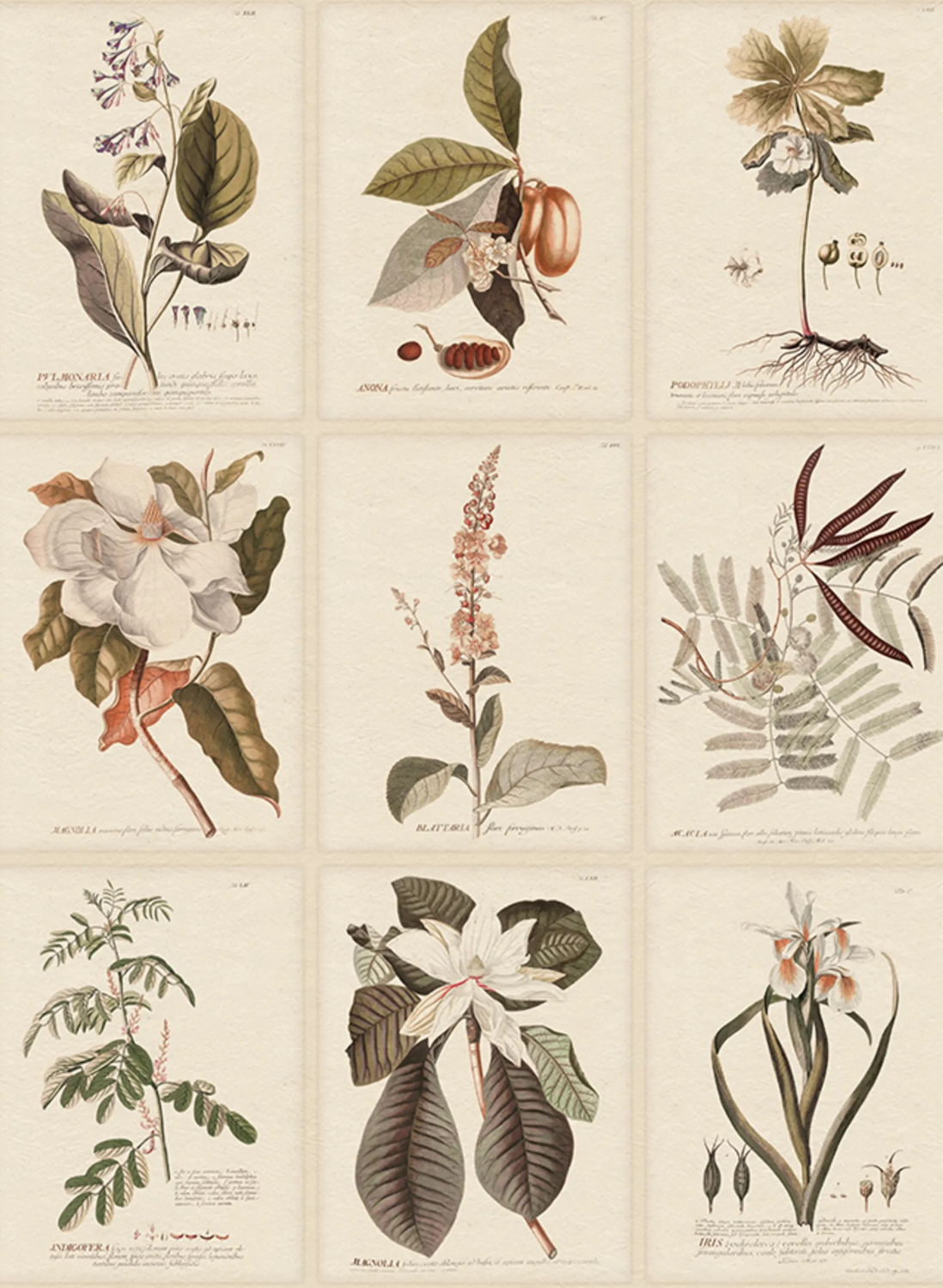 Wandbild Flora - Sepia