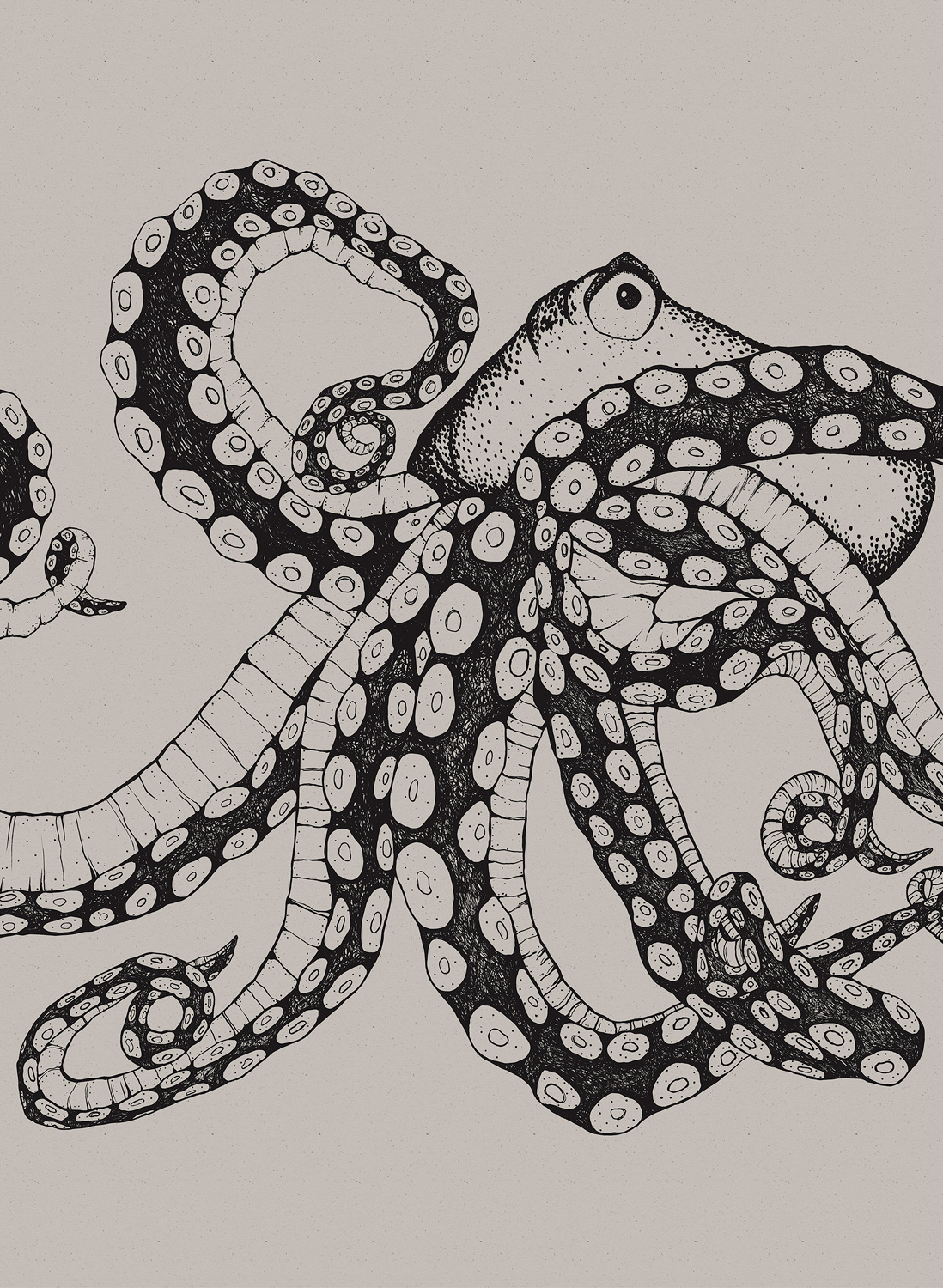 Wandbild Octopus X-Ray - Ink
