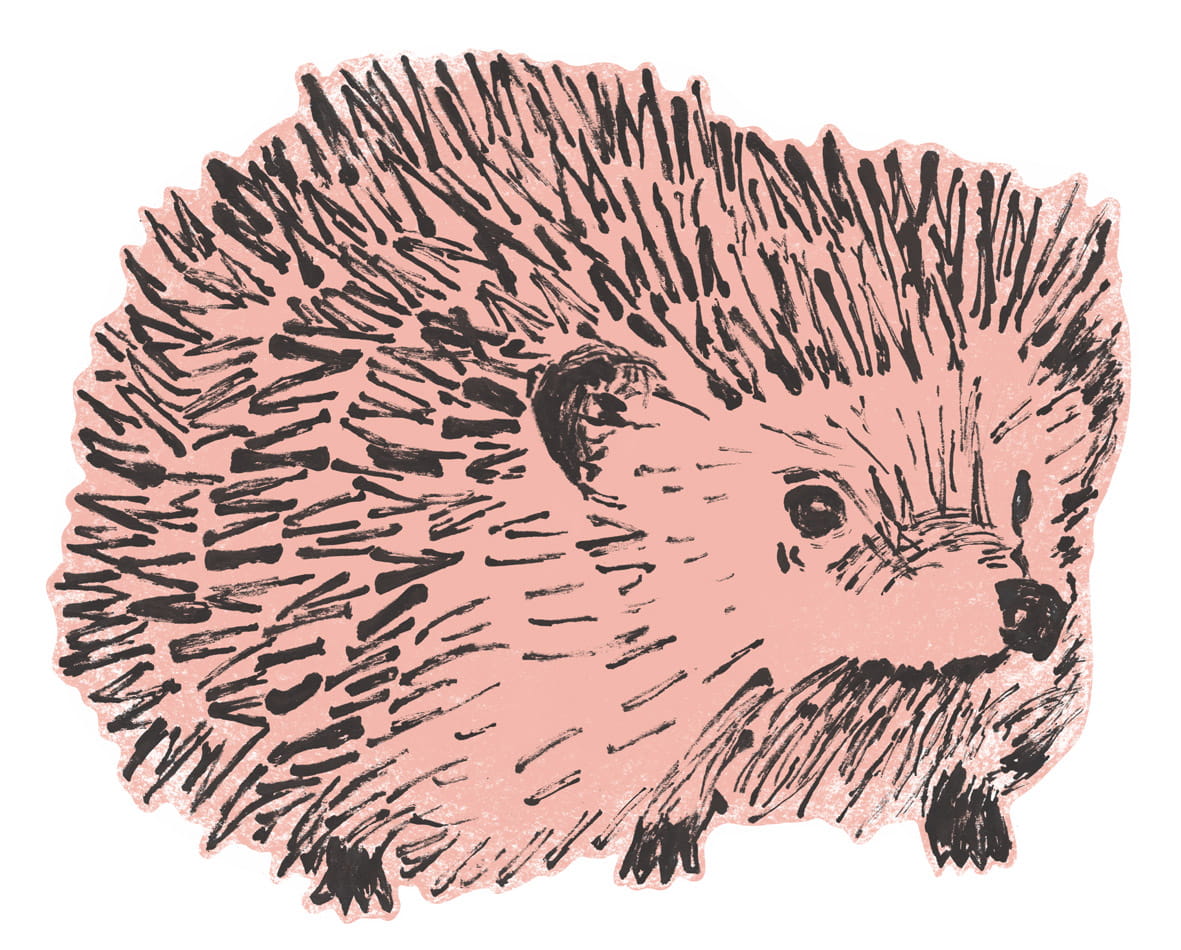 Wandsticker Hedgehog - Pink