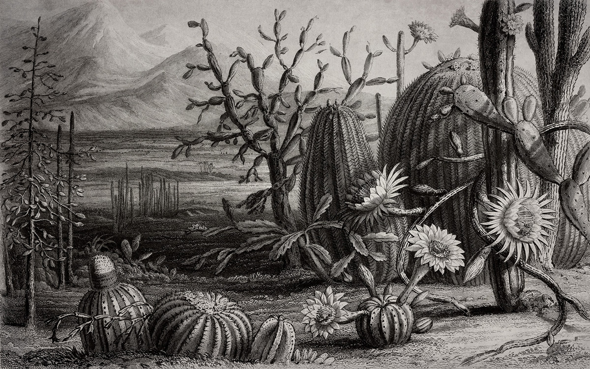 Wandbild Cactus Garden